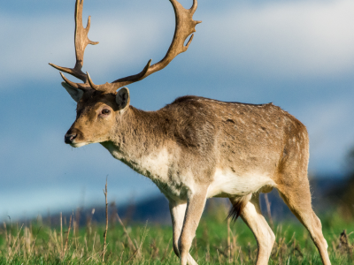 Fallow Deer Stalking Near Horsham, West Sussex